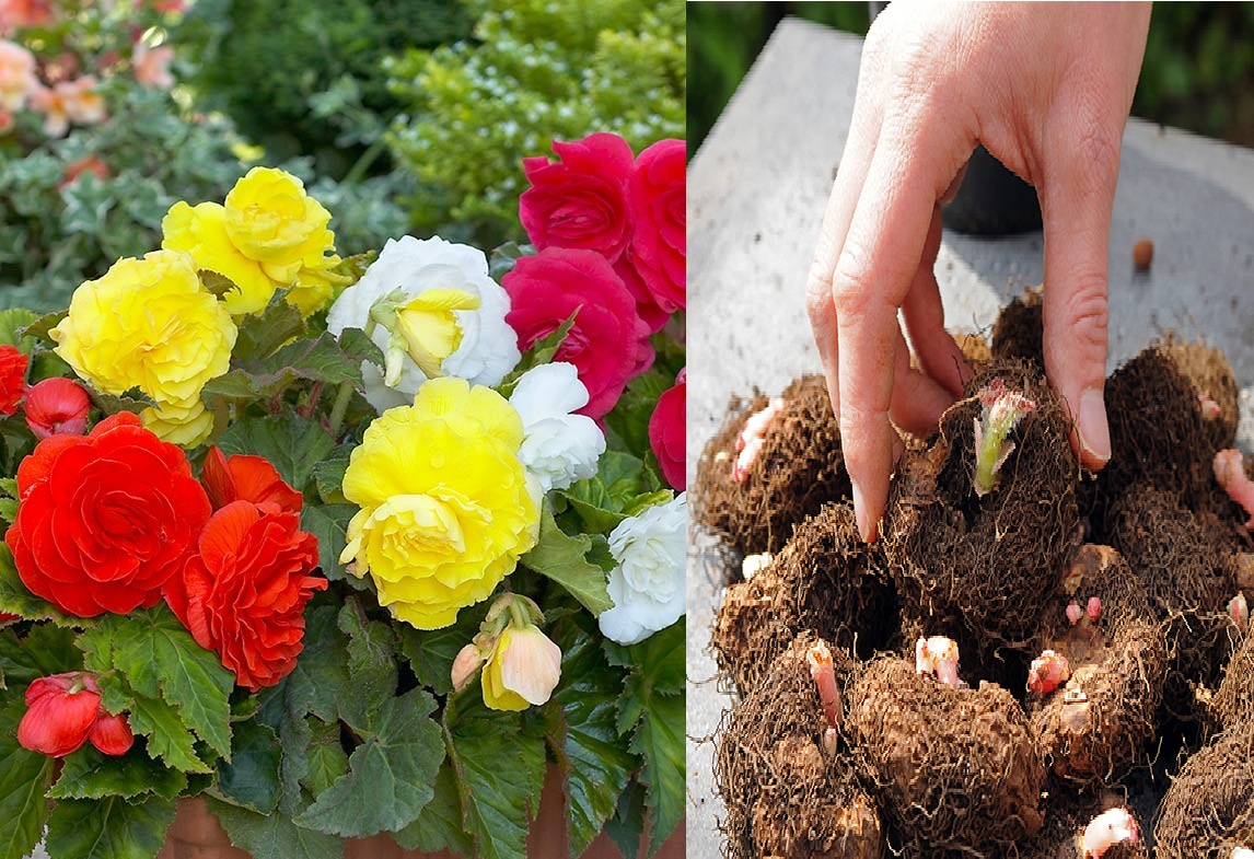 تکثیر بگونیا از طریق غده  - فوت و فن های باغبانی